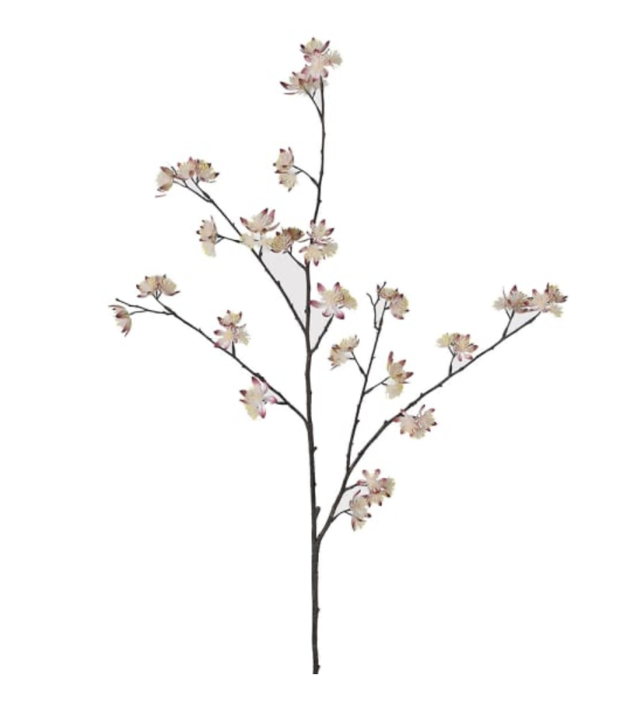 Dried Estancia Stem