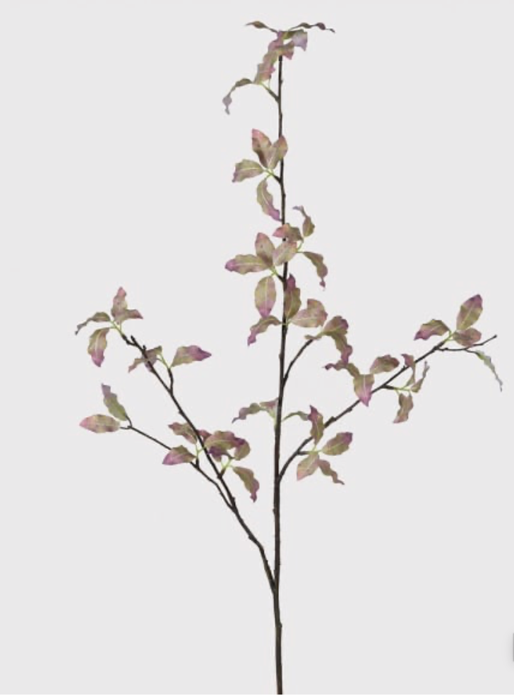 Pittosporum Variegated Stem