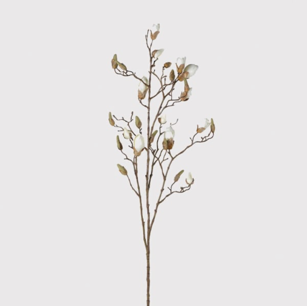 Magnolia Bud Branch