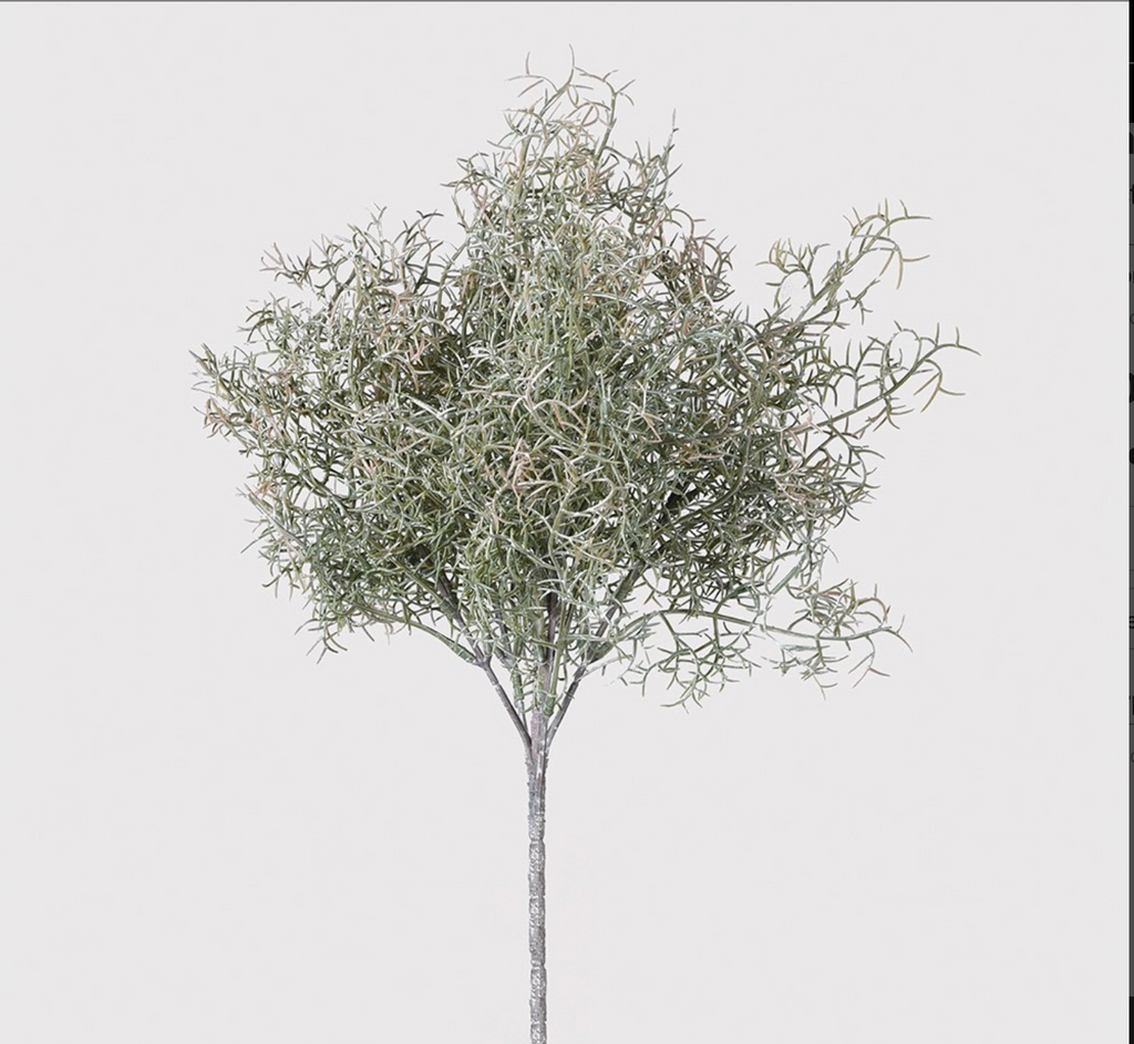 Spanish Moss
