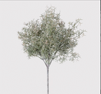 Spanish Moss