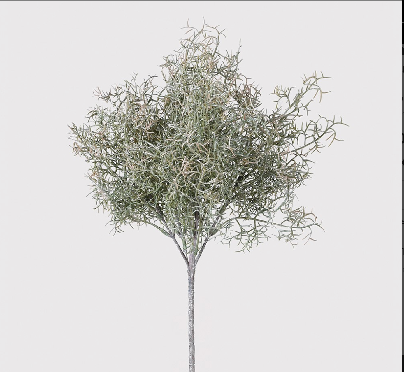 Spanish Moss