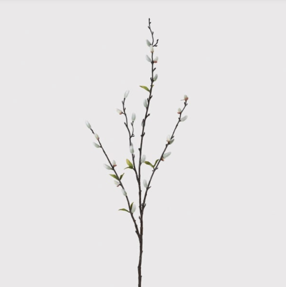 Natural Pussy Willow