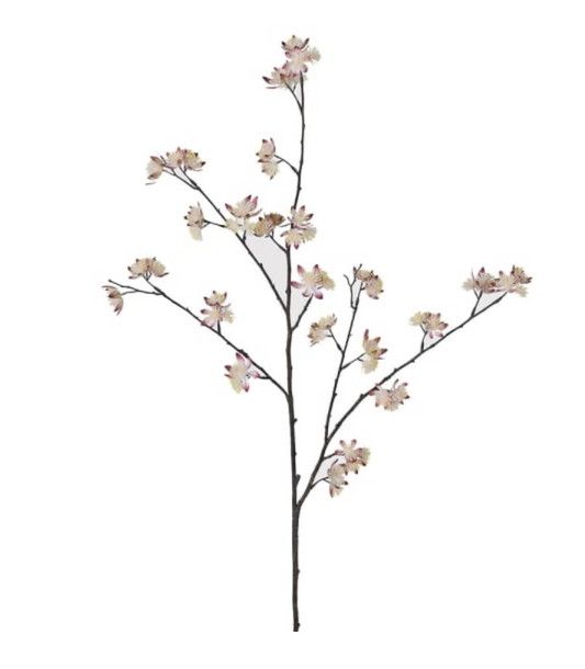 Dried Estancia Stem